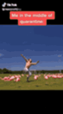 Flamingo Yeeted GIF - Flamingo Yeeted Rage GIFs