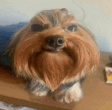 a small brown and black dog with a beard is sitting on a wooden table .