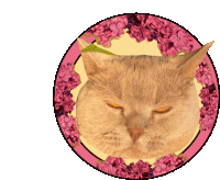 Annoyed Face Cat Sticker - Annoyed Face Cat Cute Stickers