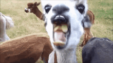 eating goat
