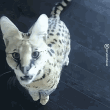 Serval Cat GIF - Serval Cat Angry GIFs