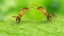 Ants Communication GIF - Ants Communication GIFs