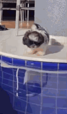 Puppy Falls Into Pool Puppy Falls Twice GIF - Puppy Falls Into Pool Puppy Falls Twice Puppy Swimming Pool GIFs