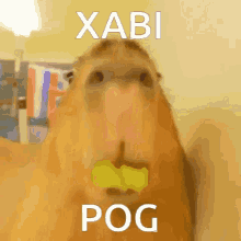 Pog Capybara GIF - Pog Capybara Eating GIFs