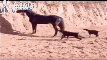 Frog GIF