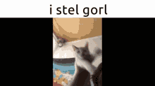 I Steal Girl I Stel Gorl GIF - I Steal Girl I Stel Gorl Cat GIFs