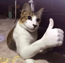a brown and white cat giving a thumbs up sign
