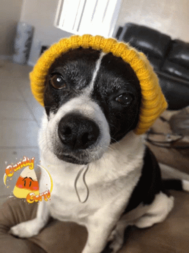 Candy Corn GIF - Candy Corn Dog GIFs