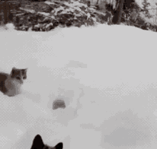 Cat Snow GIF - Cat Snow Jump GIFs