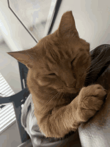 Lazy Cat GIF - Lazy Cat Snooze GIFs