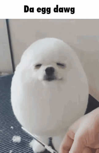 Egg Dog GIF Egg Dog Egg dog Discover Share GIFs