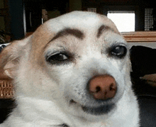 a close up of a dog with a fake eyebrow on its face .
