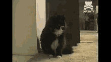 Long Johnson Cat GIF - Cat Meow Minding My Own Business GIFs