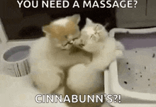 scratch kitten back rub massage