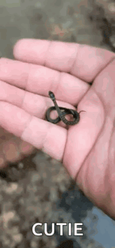 a person is holding a small snake in their hands .