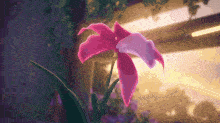 a close up of a pink flower with the sun shining behind it