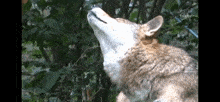 a coyote is standing in the woods with its mouth open and looking up at the sky .