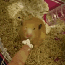 Feeding Pet GIF - Feeding Pet Hamster GIFs
