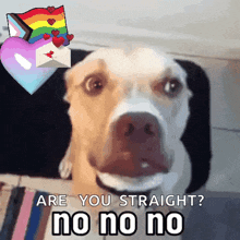 a picture of a dog with the words are you straight no no no on it