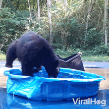 Playing In Water Bear GIF - Playing In Water Bear Viralhog GIFs