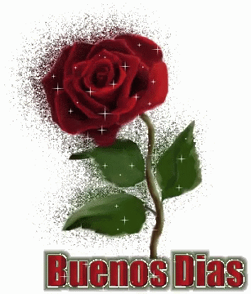  Rose Buenos Dias GIF