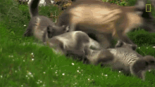 Playing Around National Geographic GIF - Playing Around National Geographic The Arctic Fox Looks For A Meal GIFs