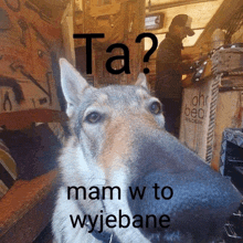 a close up of a dog 's nose with the words ta mam w to wyjebane on the bottom