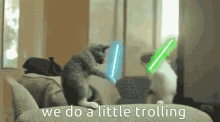 Cats We Do A Little Trolling GIF - Cats We Do A Little Trolling Trolling GIFs