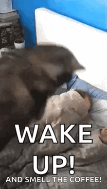 a cat is laying on top of a person in bed .