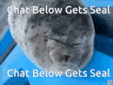 Chat Below Gets Seal GIF