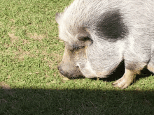 Fat Pig Pig GIF - Fat Pig Pig Eating GIFs