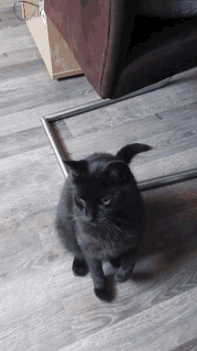 Binkie Cat GIF - Binkie Cat String GIFs