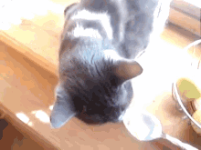Cat Says Nom Nom Nom While Eating Sour Cream GIF - Cats Eating Spoon GIFs