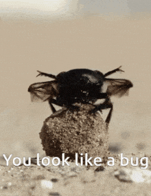 Bug GIF