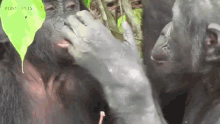 Monkey Gorilla GIF - Monkey Gorilla Monkeysd GIFs