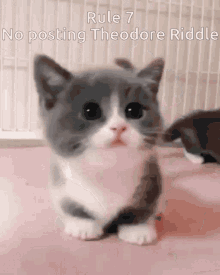 Theodore Theodore Riddle GIF