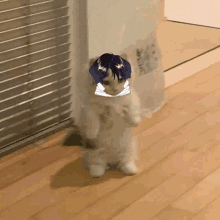 Cat GIF - Cat GIFs