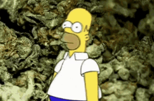homer simpson standing in front of a pile of marijuana .