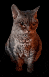 Annoyed Cat Cat Meme GIF - Annoyed Cat Cat Meme Grumpy Cat GIFs