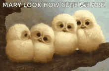 Mary Look How Cute We Are Owl GIF - Mary Look How Cute We Are Owl Baby Owl GIFs