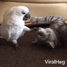 Get Away From Me Cockatoo GIF - Get Away From Me Cockatoo Cat GIFs