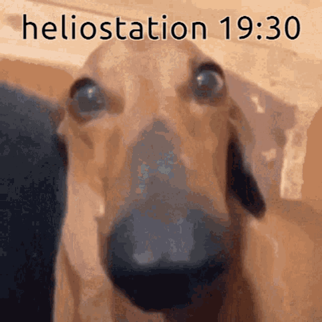 Heliostation Fulpstation GIF - Heliostation Fulpstation Cheese_dog GIFs