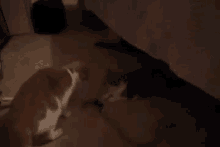 two cats are standing next to each other in the dark .