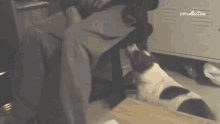 a person playing with a cat with the word percollective written on the bottom right