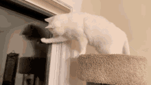 Queen Holly Cat Caturday GIF - Queen Holly Cat Caturday Happy GIFs