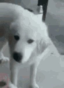 Dog Sniff GIF - Dog Sniff Gross GIFs