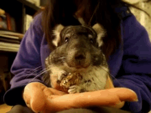 Chinchilla Eating A Cookie GIF