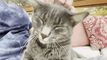 Scratch Cat Scratchy Cat GIF - Scratch Cat Scratchy Cat Pet Cat GIFs