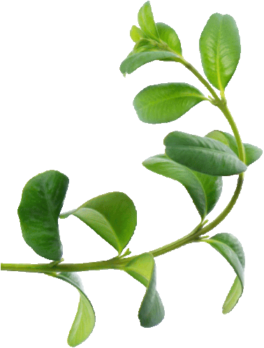 a plant with lots of green leaves on it