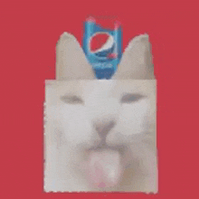 кот с пепси на башке Cat With Pepsi GIF - кот с пепси на башке кот с пепси Cat With Pepsi GIFs